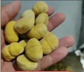 栗子肉批发