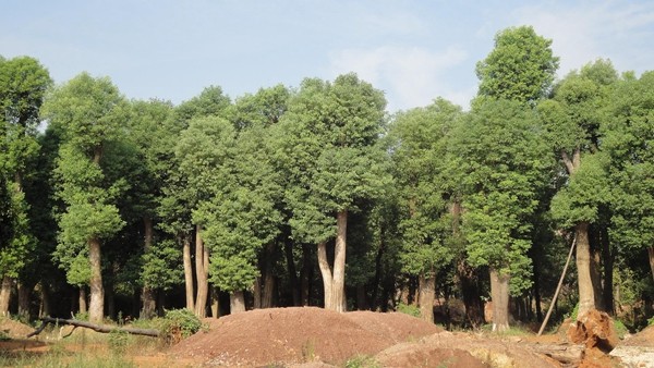 香樟木树苗